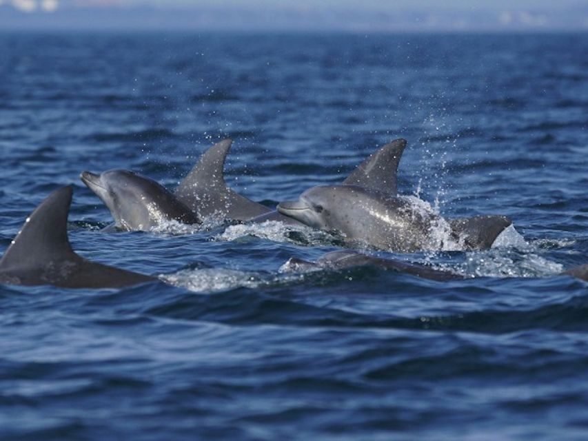 City of Side: Dolphin Island Boat Tour with BBQ & Foam Party - Foam Party on a Sailboat: Fun for Families, Mess for Everyone