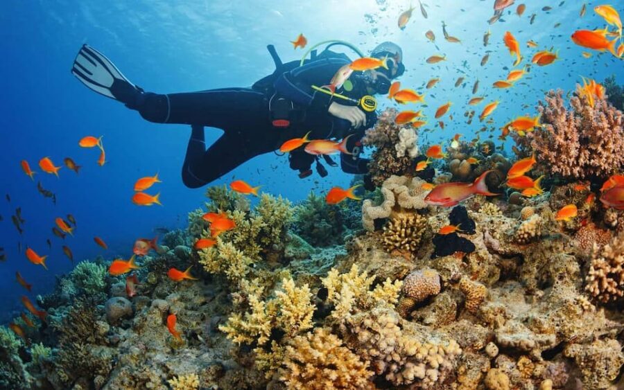 Diving Tour from Alanya & Side with Lunch - 2 Dives Included - Why Side’s coast works for a 7-hour scuba day