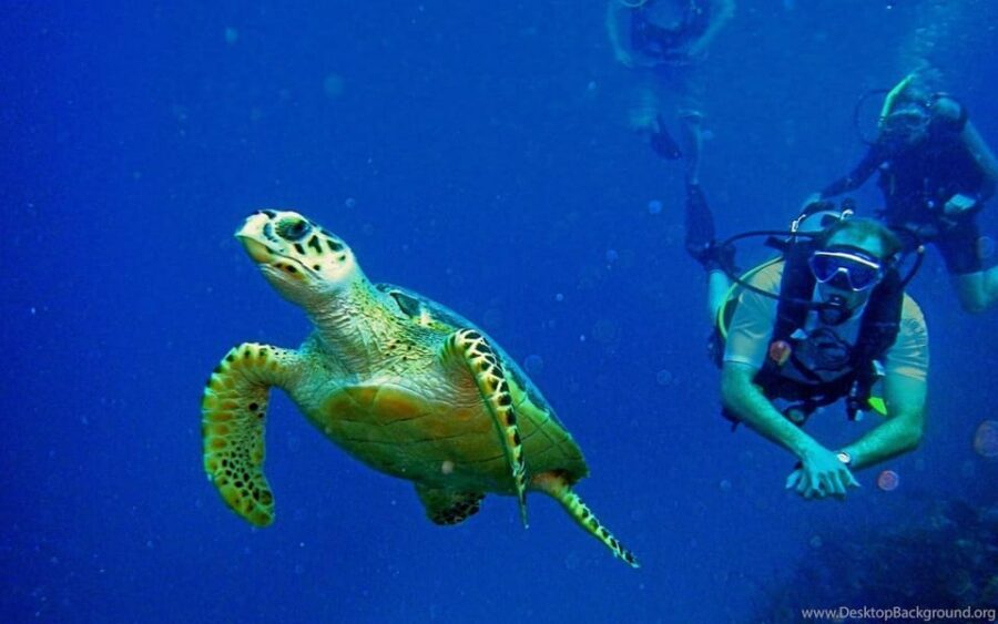Diving Tour from Alanya & Side with Lunch - 2 Dives Included - Price and what you actually get for $52