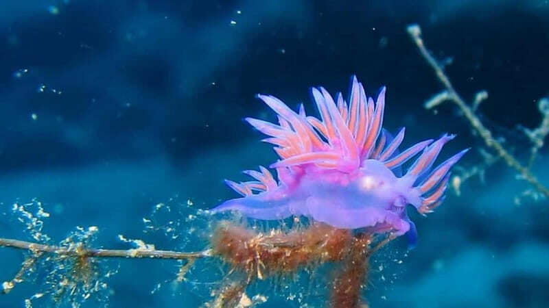 From Alanya: Scuba Diving Tour with Hotel Transfers - The six-meter feeling: weightlessness you can actually enjoy