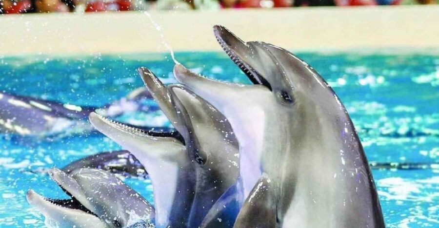 From Side Dolphin and Seal Show Ticket with Hotel Transfers - Key highlights you’ll actually care about
