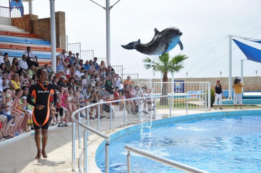 From Side Dolphin and Seal Show Ticket with Hotel Transfers - Who Should Book This Show With Transfers?