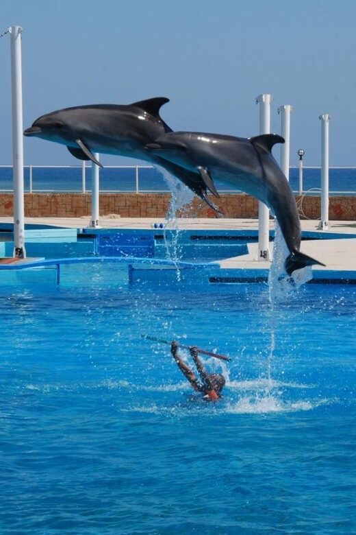 From Side Dolphin and Seal Show Ticket with Hotel Transfers - Sealanya Dolphinpark Show: What the 1 to 3 Hours Looks Like