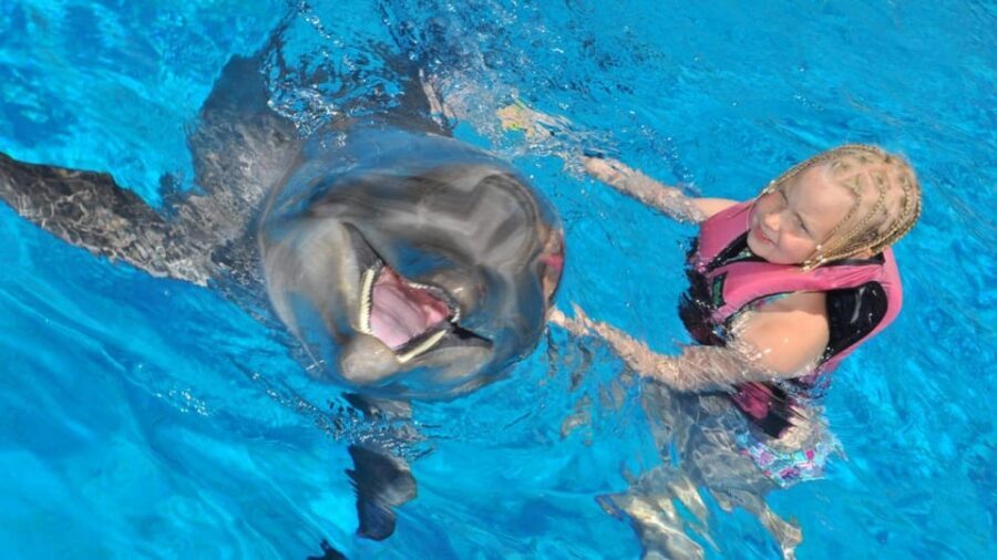 From Side Dolphin and Seal Show Ticket with Hotel Transfers - Dolphins on Water: The First Act You Shouldn’t Rush