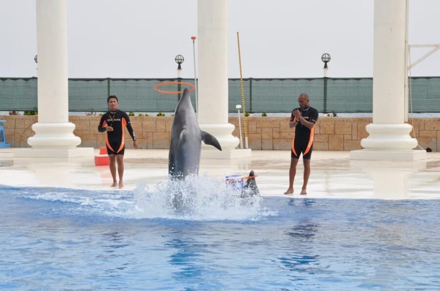 From Side Dolphin and Seal Show Ticket with Hotel Transfers - Seal Tricks: The Part That Often Wins the Room