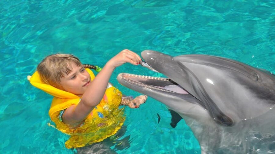 From Side Dolphin and Seal Show Ticket with Hotel Transfers - The Trainer Education: Facts That Make the Show Feel Like More Than Entertainment