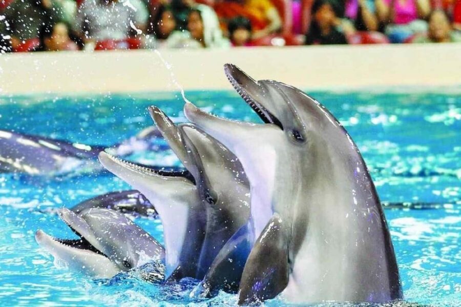From Side Dolphin and Seal Show Ticket with Hotel Transfers - Timing Tips for Your Day in Antalya Province