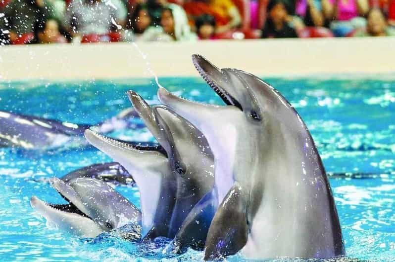 From Side Dolphin and Seal Show Ticket with Hotel Transfers - Hotel Transfers From Side: Why This Ticket Feels Easy