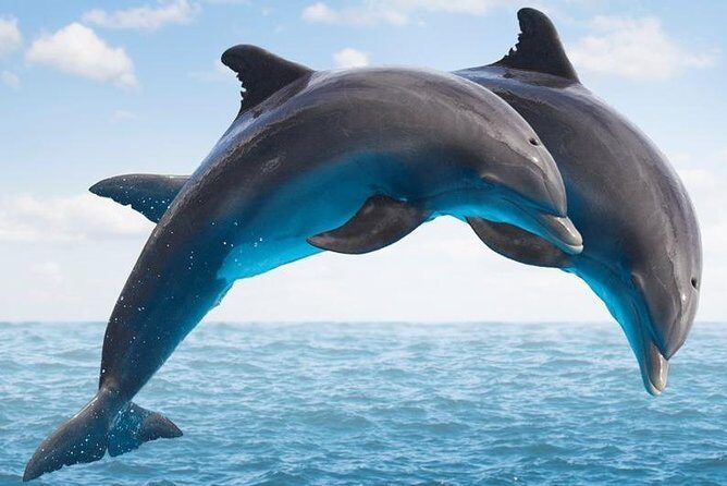 "Side: Boat Adventure to Dolphin Island – Swim and Enjoy Lunch" - Key Highlights Worth Getting Excited About