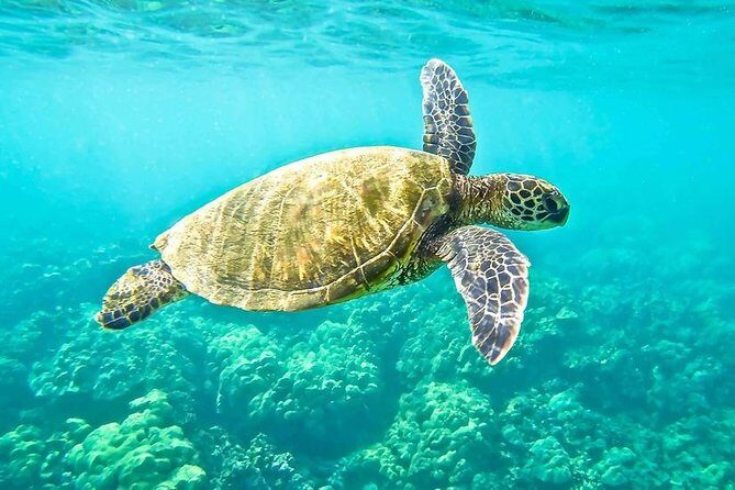 "Side: Boat Adventure to Dolphin Island – Swim and Enjoy Lunch" - Swim Breaks and Snorkel Time When the Boat Drops Anchor