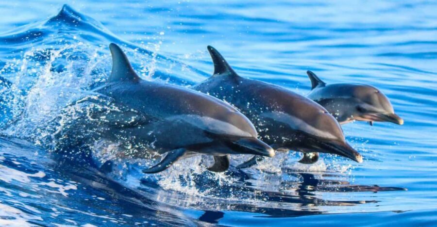 Side: Dolphin Island Boat Trip with Lunch & Unlimited Drinks - Kumköy Beach Pickup, Boat Vibe, And The Real Start Time