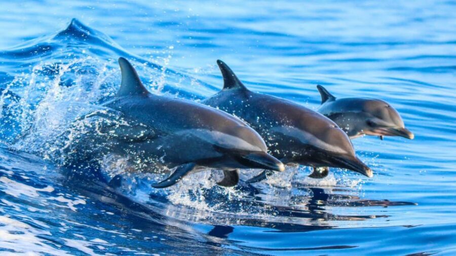 Side: Dolphin Island Boat Trip with Lunch & Unlimited Drinks - The Manavgat River Mouth Swim Stop: Best Part For Many People