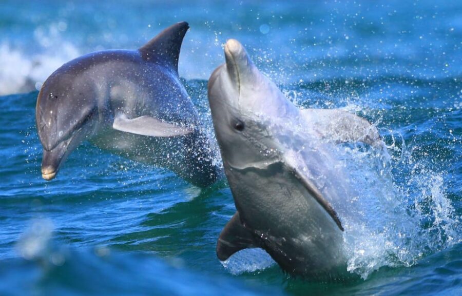 Side: Dolphin Island Boat Trip with Lunch & Unlimited Drinks - Price And Value: Why $24 Can Feel Like A Deal