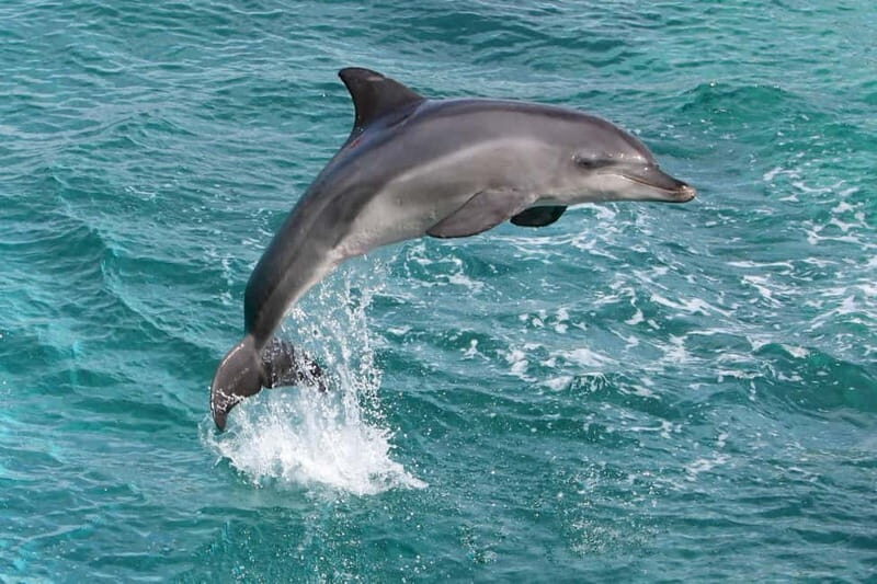 Side: Dolphins Island Cruise with Swimming Stops and Lunch - Key things to know before you go