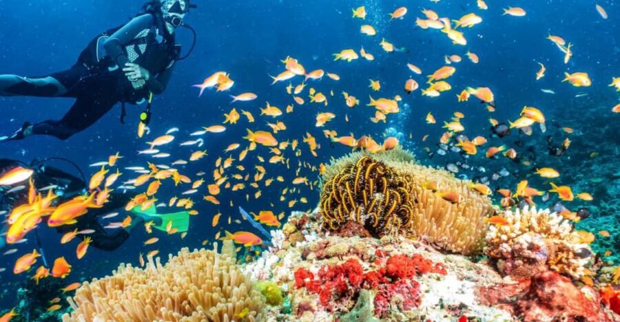 Side: Scuba Diving Tour Journey To The Depths Of The Blue - Safety Briefing and Gear: What Makes First-Timers Feel Okay