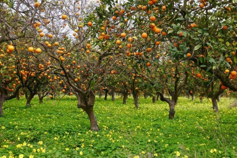 Side:Green Lake Mix Tour - A Day of Nature History & Culture - Orange orchard visit: a sweet start with real local flavor